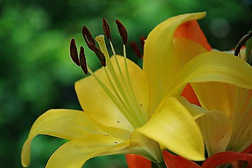 photo of flower photographed with Canon EF-S 17-85mm USM-Lens