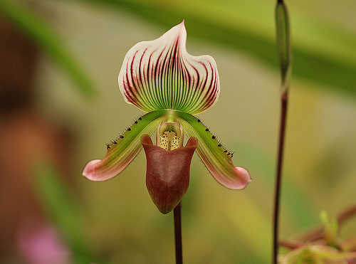 example of orchid photographed with Canon EF 100mm f/2.8 Macro lens