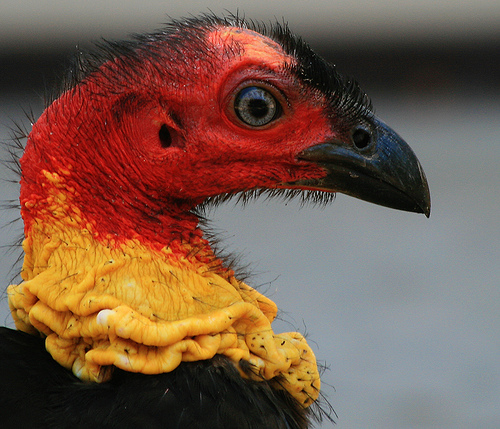 animal photography example of focusing on animal eyes