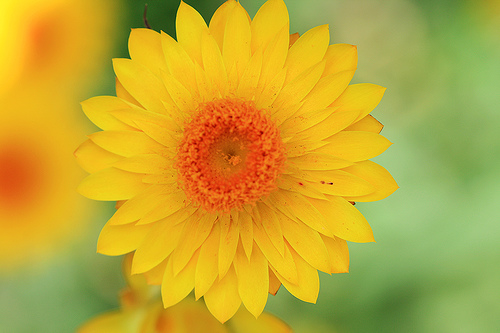 photograph vivid colors example of yellow flower