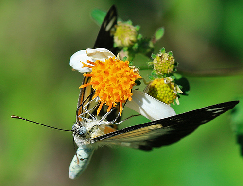 photograph of a butterfly feeding on pollen