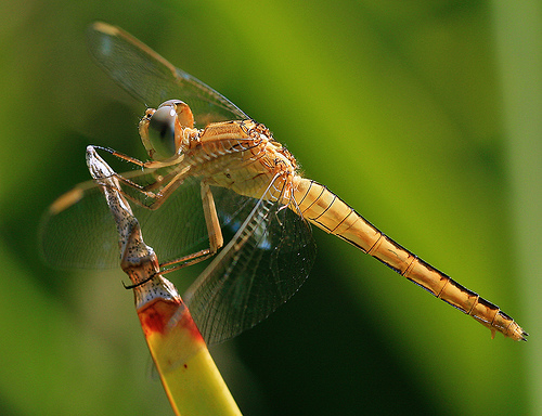 How to photograph dragonflies with macro lens