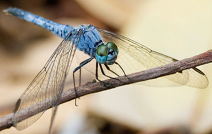 How to photograph dragonflies without a macro lens