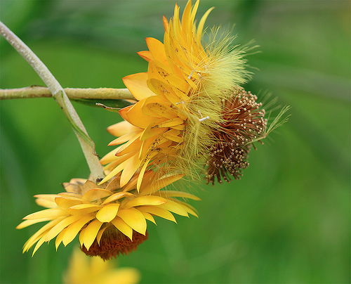 How to photograph flowers windy conditions. Yellow flower.