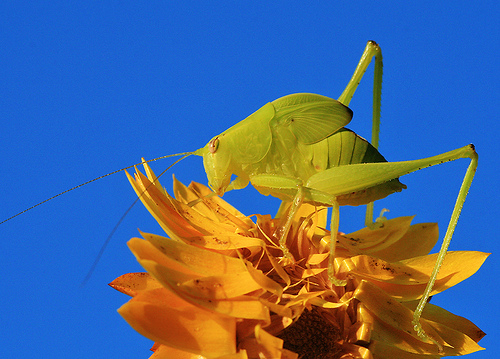 example of sharp grasshopper macro from continuous mode