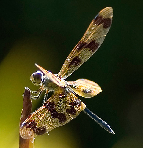 example of a zoom lens macro insect photograph.