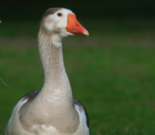 animal photography example of unfocused eyes