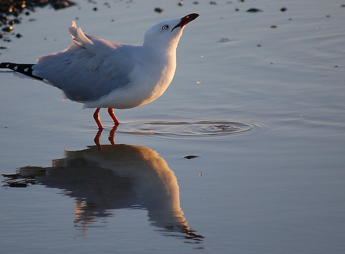 photograph water reflections example 2