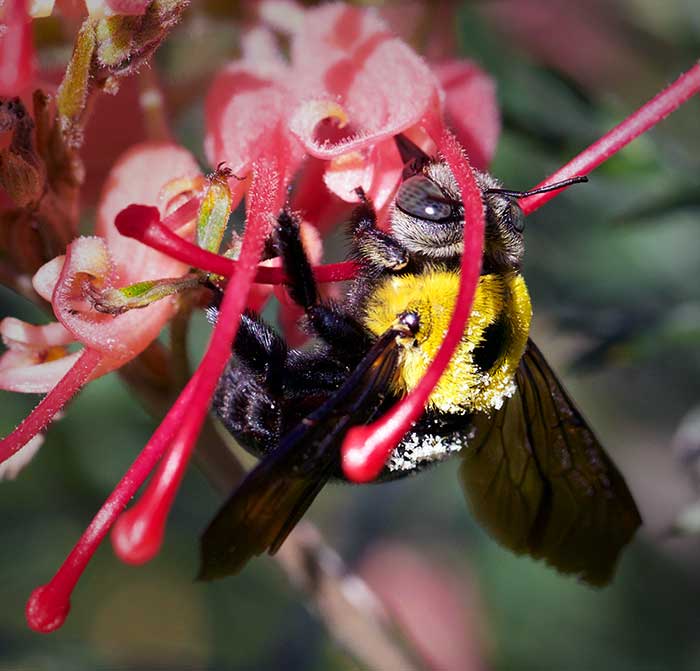 Flowers attract bees to garden