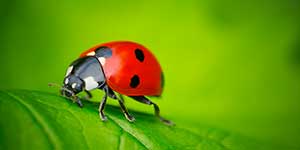 Example garden photography image of ladybug