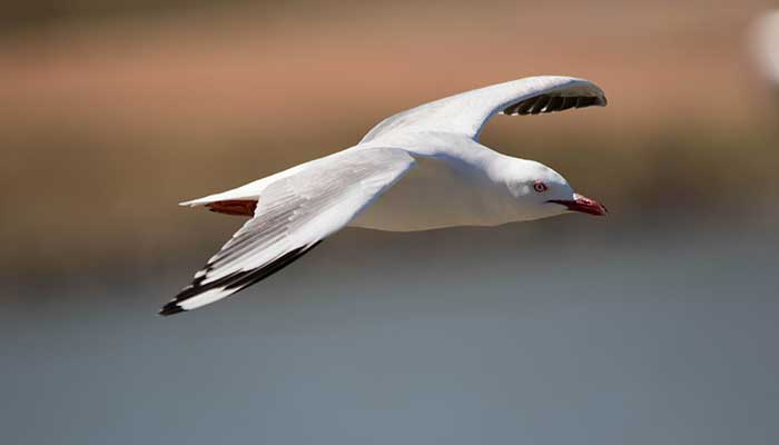 partial metering used on seagull image