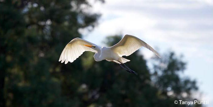 Large birds move slower.