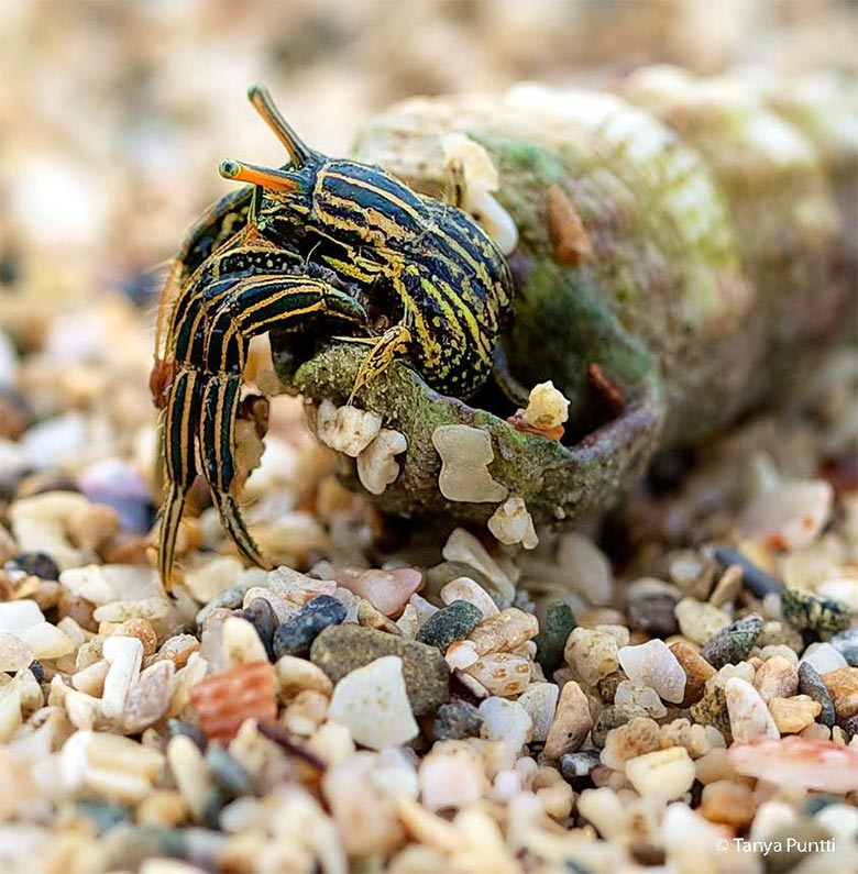 Crab crawling from shell.