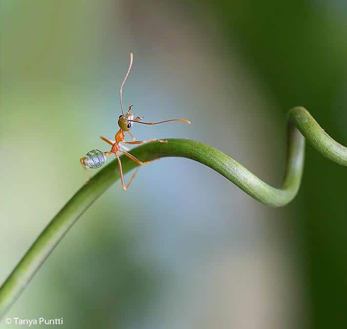 Be patient when photographing wildlife.