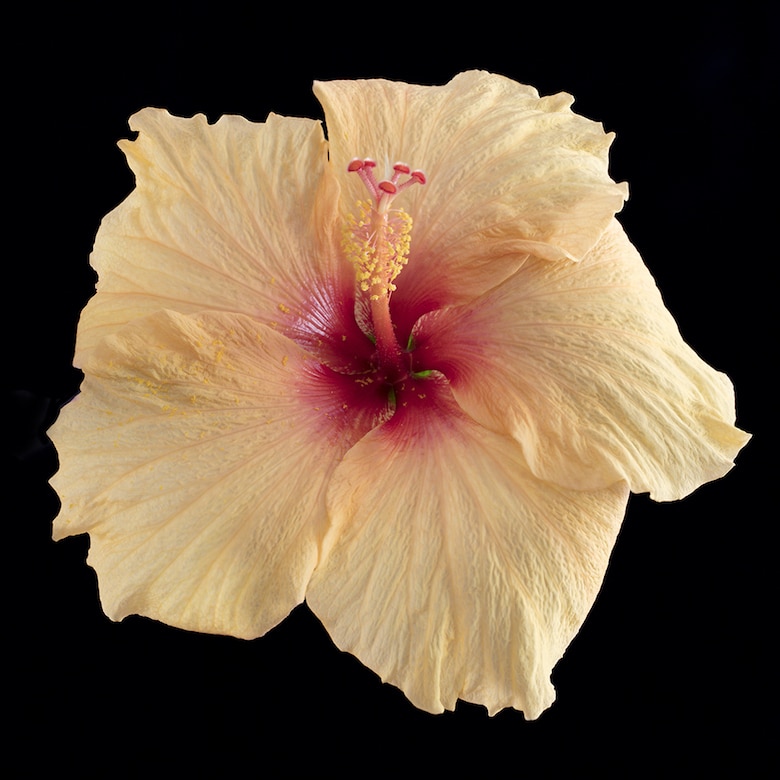 Garden photography hibiscus flower