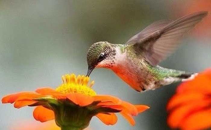 Hummingbird garden photography
