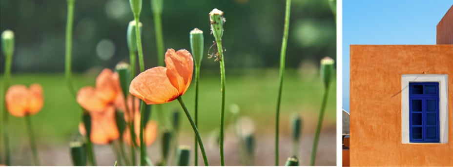 flowers image 6