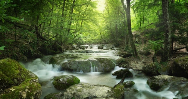 Slow water in a creek